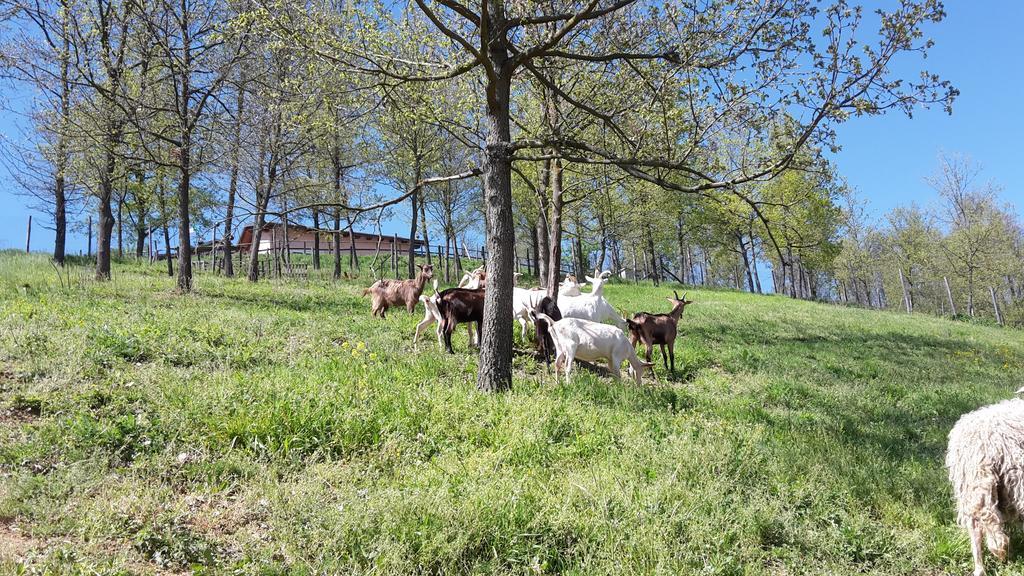 Agriturismo Cascina Aurora Vila Acqui Terme Exterior foto